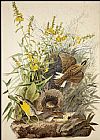 John James Audubon Meadowlark painting